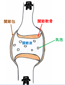 関節のイラスト