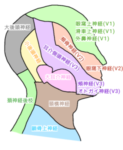 onoseikotsuin shinkei