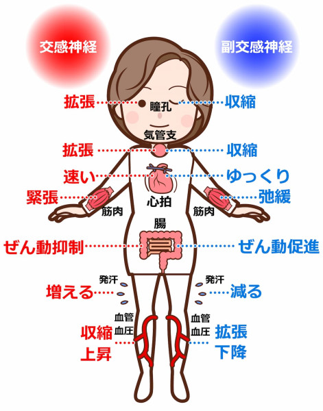 自律神経