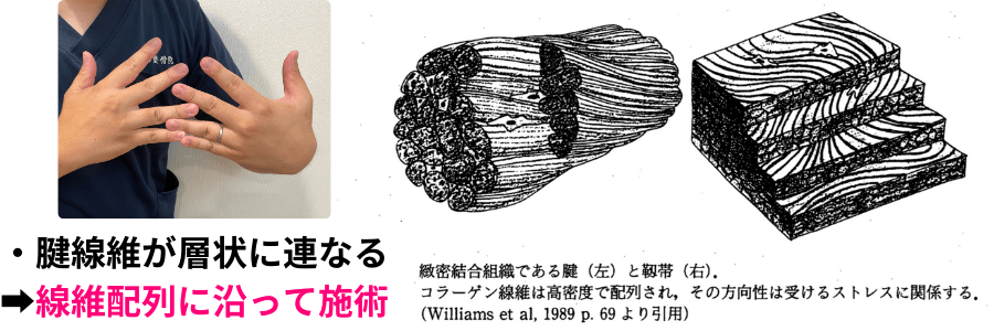 腱線維　配列
